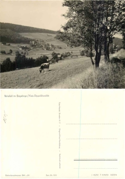 01773 Rehefeld Erzgebirge Kuh *1963 Hanich1515