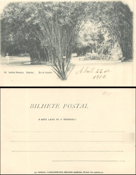 Rio de Janeiro Bambus Jardim Botanico gebr.22.04.1904