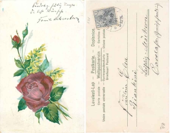 Rose with 2 rosebuds, yellow flowers o 5.12.1901