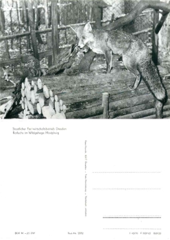Red fox in the Moritzburg game reserve *1978 Hanich2352