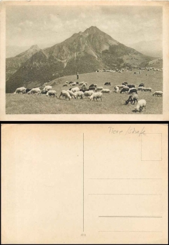 Sheep on a pasture * ca. 1930
