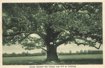 Crayn Dicke Eichen Schlesien Krajów o 1929