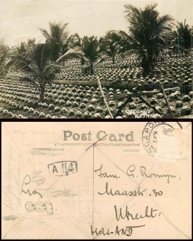 Singapore Coconut Estate Real Photo Card o circa 1930