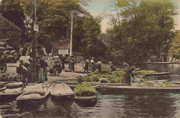 Spreewald Gemüseernte o 1922