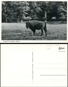 Springe Deister Wisent * 1940
