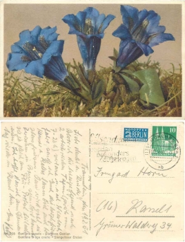 Stemless gentian flowers o February 20, 1951