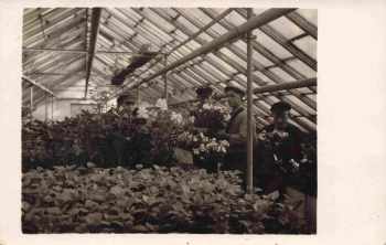 Torgau Elbe Market Garden/Greenhouse Real Photo Postcard 1928