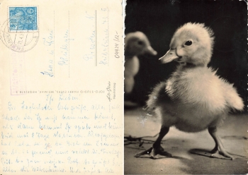04924 Wahrenbrück über Falkenberg, Posthilfsstellenstempel auf AK, o 21.4.1951