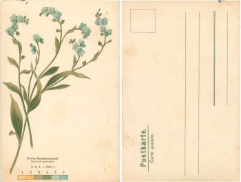 Wiesen Vergißmeinnicht Künstlerkarte * ca. 1900
