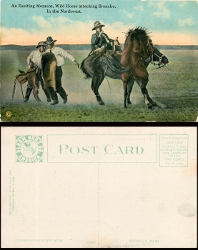 USA Idaho An Exciting Moment, Wild Horse attacking Broncheo, In the Northwest