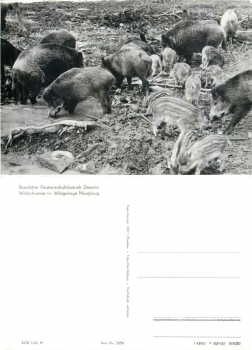 Wildschweine Wildgehege Moritzburg *1983 2356 Hanich Verlag Dresden Niedersedlitz