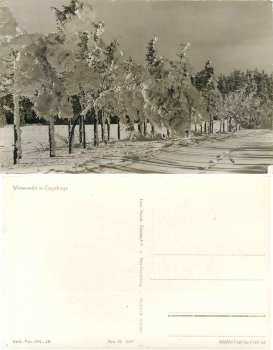 Winter forest in the Ore Mountains *1956 Hanich1037