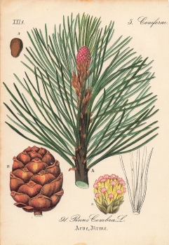 Stone pine Coniferae Pinus Cembra original lithograph around 1880