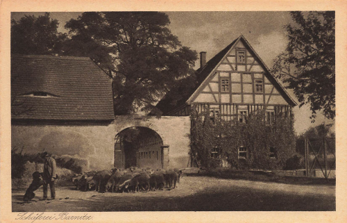 01665 Barnitz Diera-Zehren Sheep Farm * around 1920