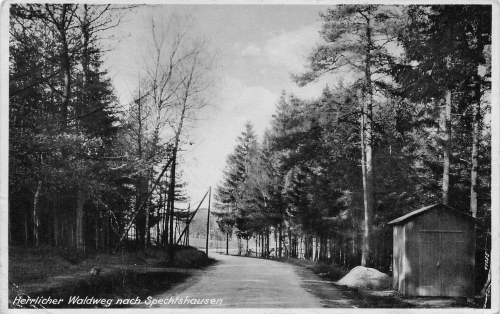 01737 Spechtshausen Kurort Hartha Tharandt Waldweg * um 1940