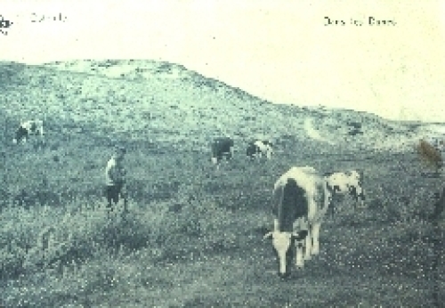 Belgien Kühe auf der Weide o 10.3.1915