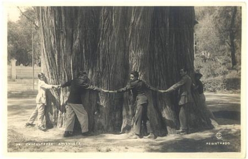 Mexico hapultepec ahuehuete giant tree * ca. 1920