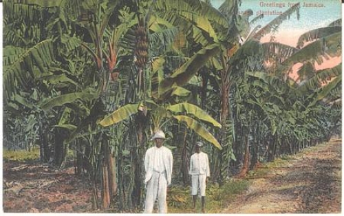 Banana plantation Jamaica * approx. 1910