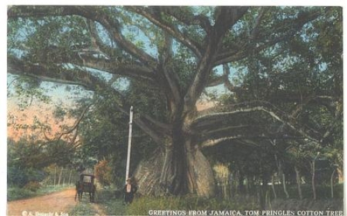 Jamaica Tom Pringles cotton Tree (Riesenbaum) Jamaica * ca. 1920