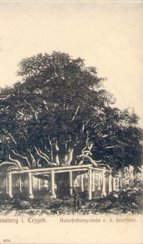 09456 Annaberg Resurrection linden tree at the cemetery on January 4th, 1907