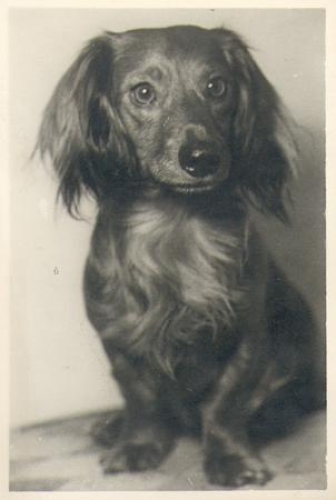 Dachshund real photo in AK format, * approx. 1940