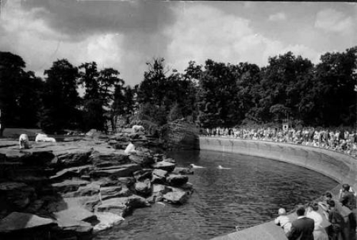 Berlin zoo polar bear enclosure postcard o ca. 1965