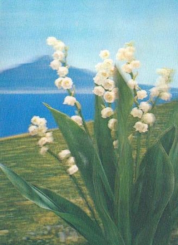 Lily of the valley stereo card o May 15, 1972