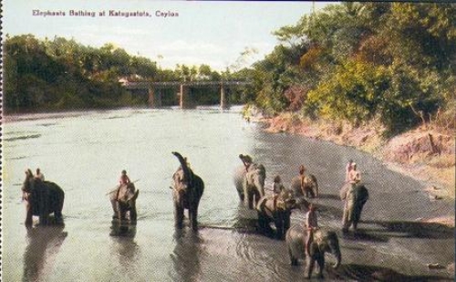 bathing elephants in Ceylon * ca. 1930