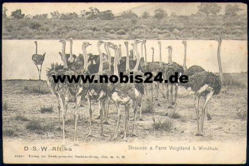 Ostrich farm Voigtland b. Windhoek * approx. 1905