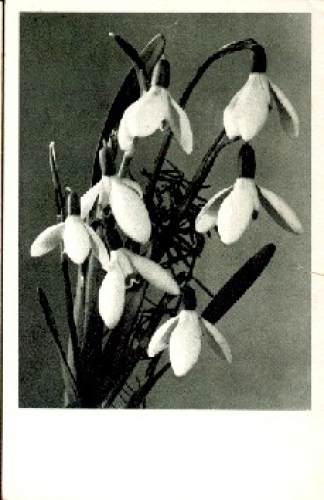 Snowdrop *approx. 1930