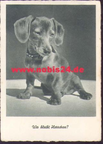 Dachshund o 3.6.1942