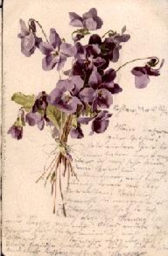 Bouquet of violets o 7.3.1901