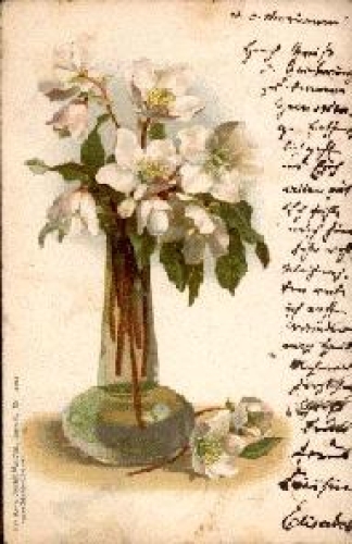 Apple blossoms in a vase o 19.10.1900