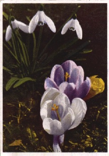 Snowdrops and crocuses roasted circa 1930