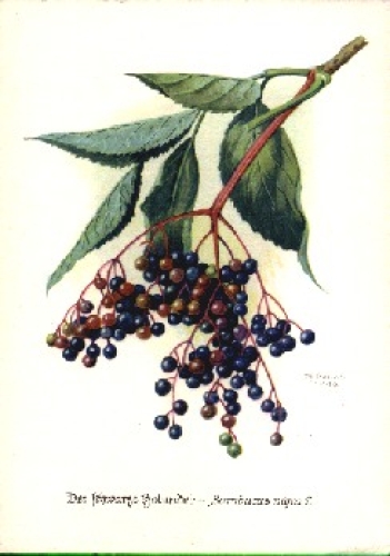 Elder branch with fruits *approx. 1950