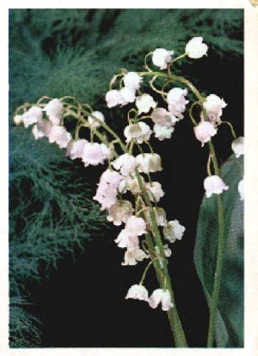 Lily of the valley flowers * 1979
