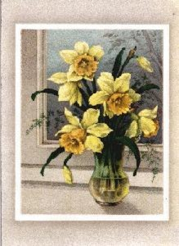 Narcissus daffodil in vase o 31.1.1944