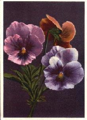 Pansy o April 13, 1938