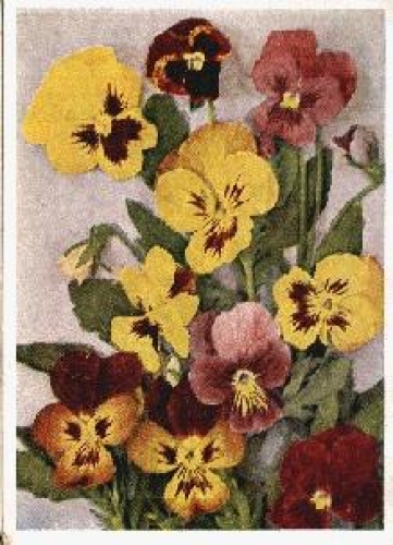 Pansy Flowers * ca. 1950