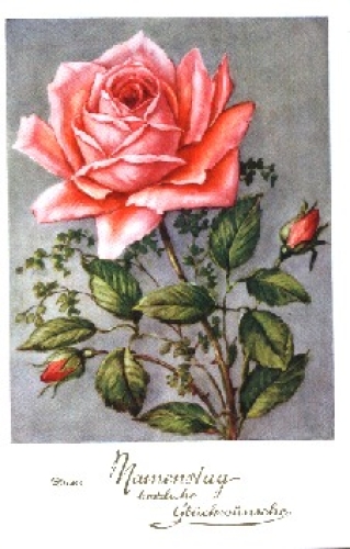 Rose with 2 buds Name day o 18.8.1930