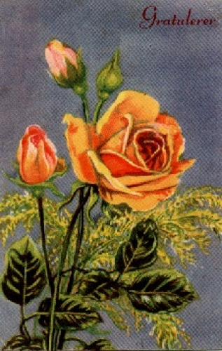 Blumen gelbe Rose aufgeblüht mit Knospen gebr. ca. 1920
