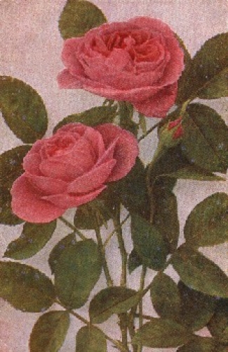 pink roses blossomed with bud br. 3/18/1918