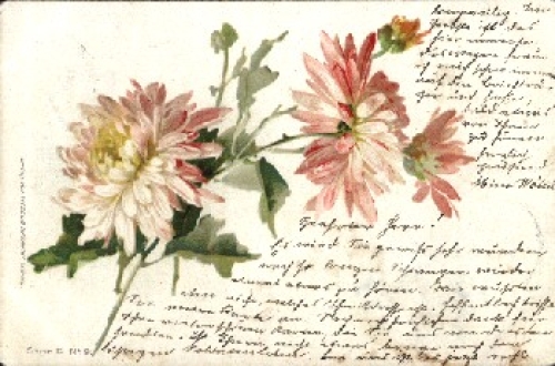 pink summer asters o 10/28/1899