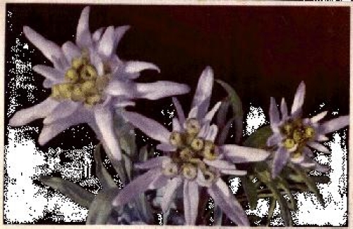 edelweiss used circa 1930