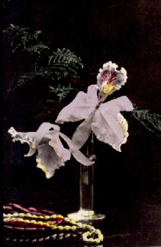 Orchids in a vase * ca. 1920