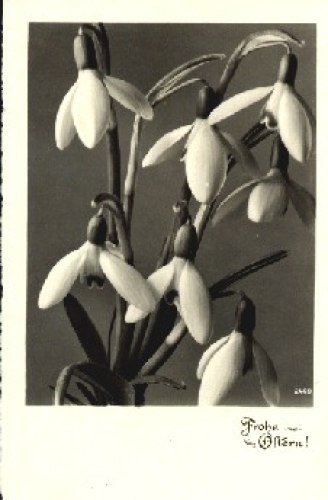 Snowdrop o April 23, 1943