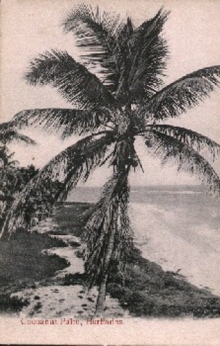 Barbados Cocoanut Palm *ca.1910