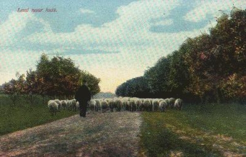 Schafe, Künstlerkarte * ca. 1920