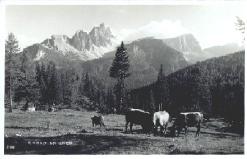 Croda da Lago cows *approx. 1940