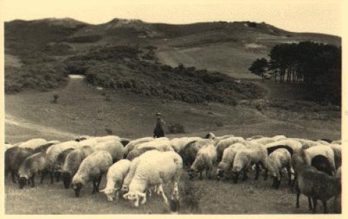 Sheep landscape to monastery * ca. 1950